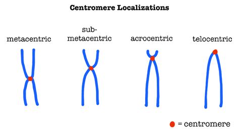 Centromere Definition Structure And Quiz