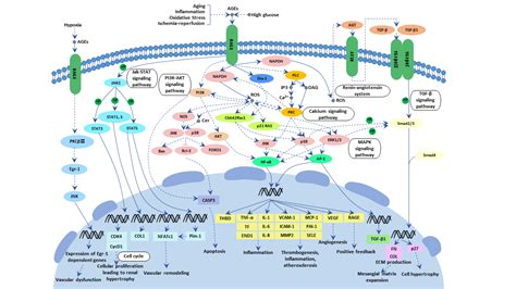 Age Rage Signaling Pathway In Diabetic Complications Cusabio