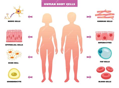 Anatomia Das Células Do Corpo Humano Vetor Premium