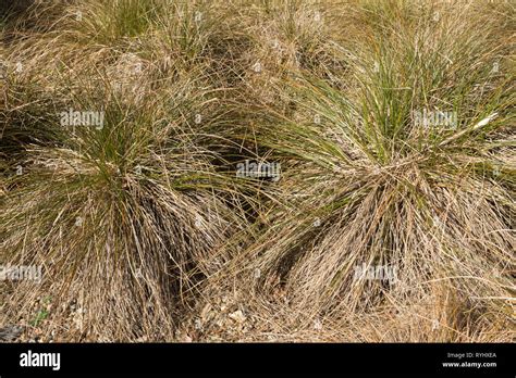 Carex Testacea Orange New Zealand Sedge An Ornamental Grass Stock