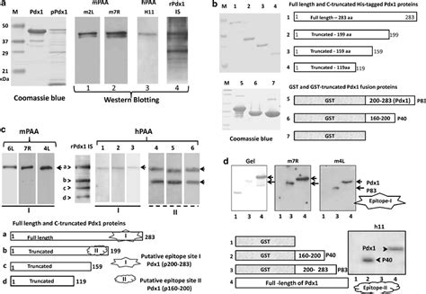 Identification Of Immunodominant B Cell Autoepitopes Of Pdx A