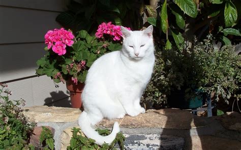 Wallpaper White cat, sunshine, flowers 2560x1920 HD Picture, Image