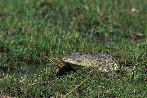 A Nile Crocodile Crocodylus Niloticus License Image 13833747