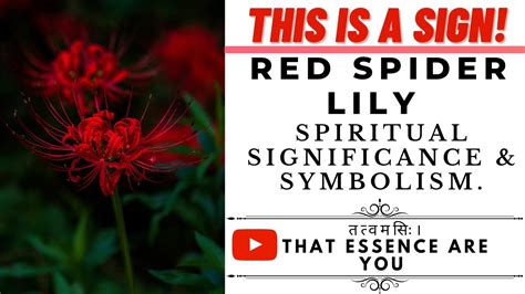 Red Spider Lily Significance And Symbolism In Spirituality