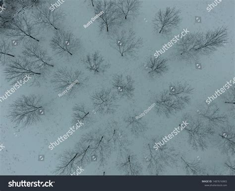 Aerial View Naked Trees Snow On Stock Photo 1487616965 Shutterstock