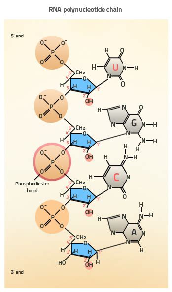 Rna Structure Labster