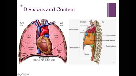 Mediastinum Anatomy - Anatomy Book