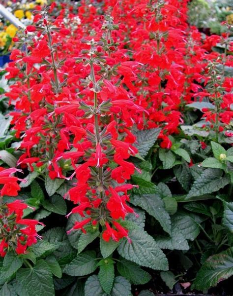 Perenial SCARLET SAGE Salvia Coccinea Red Hardy Hardy 20 Seeds | Etsy