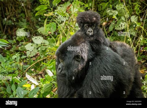 Baby Mountain Gorilla Sitting On His Mother Stock Photo Alamy