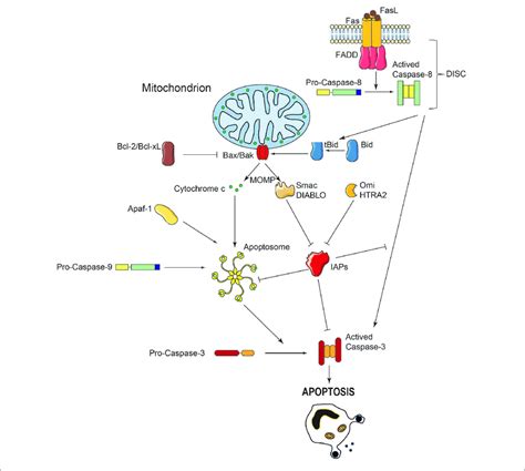 Schematic Representation Of Caspase Activation And Regulation During