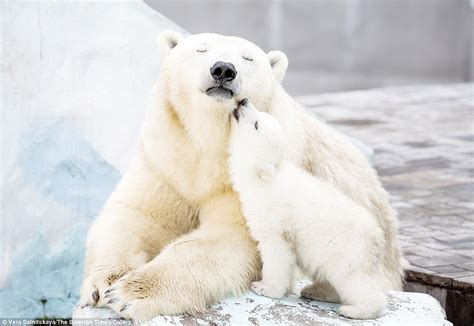 Heartwarming love in the freezing cold: A polar bear mother cuddles up ...