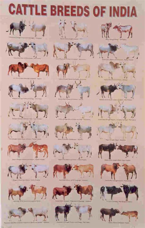 Cattle Breeds of India poster by NBAGR