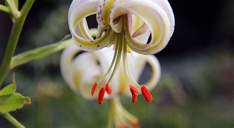 Lilium Ledebourii