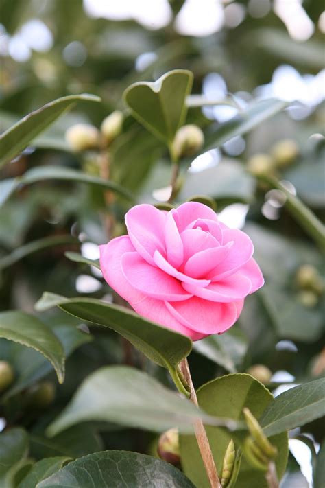 Camellia Flower Double Free Photo On Pixabay Pixabay