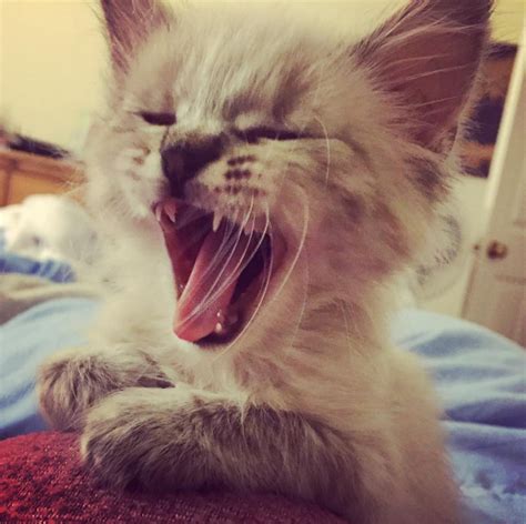 And This Fierce Kitten Who Tries To Disguise A Yawn As A Roar