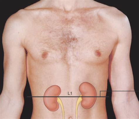 Dms Vasc Renal Vessels Flashcards Quizlet