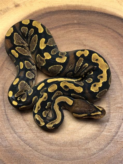 Cypress Calico Yellow Belly Ball Python By Red Clay Reptiles Morphmarket