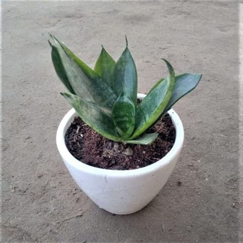 Free Next Day Delivery Snake Dwarf Green In Inch White Classy Cup