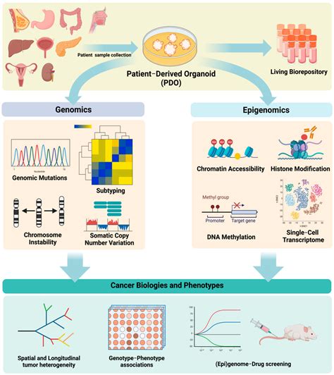 Cancers Free Full Text Genomic And Epigenomic Characterization Of