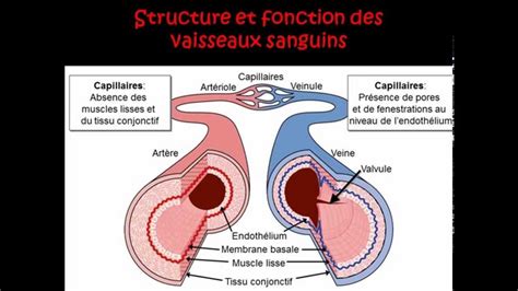 La Structure Des Vaisseaux Sanguins Youtube