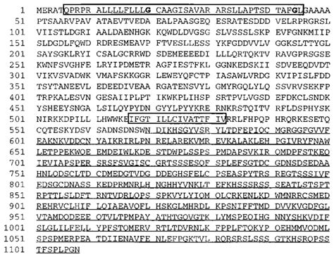 The Predicted Sequence Of Pancreatic EIF 2 Kinase PEK PEK Is 1 108