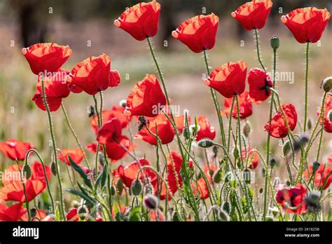 Common Poppies Papaver Rhoeas Also Known As Corn Rose And Field Poppy