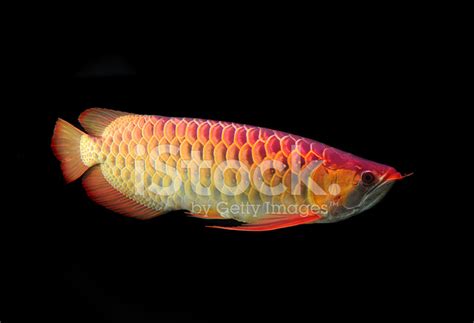 Asian Arowana Fish Stock Photo | Royalty-Free | FreeImages