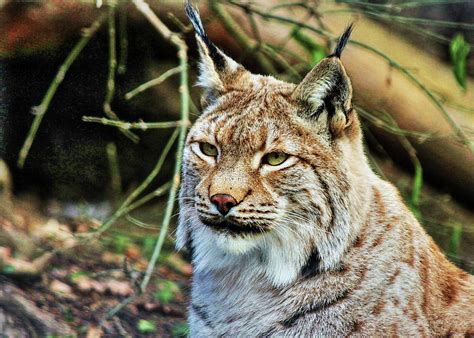 Alpine Lynx Photograph by Daniel Koglin - Pixels