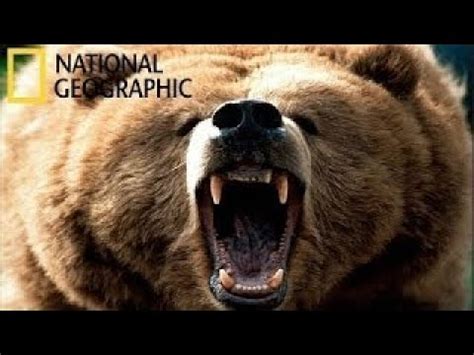 Тайга. Дикая природа России. Уссурийский край. Документальные фильмы ...
