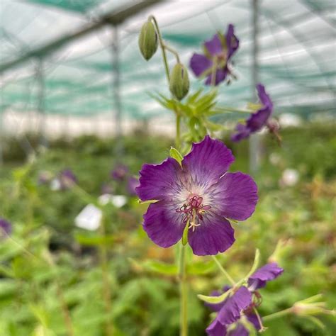 Geranium Phaeum Lily Lovell Le Chatel Des Vivaces