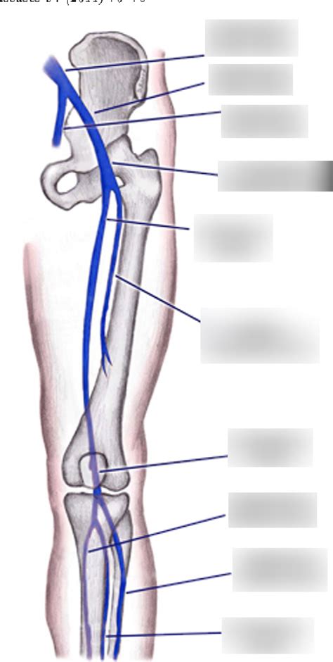 Lower Extremity Veins Diagram Quizlet