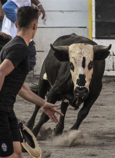 Toros A La Tica O La Tauromaquia Al Rev S De Costa Rica