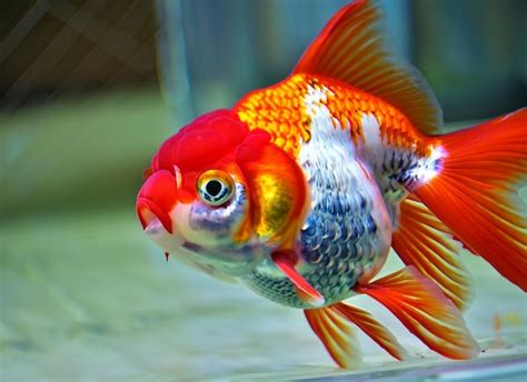 Un Pez Dorado Con Manchas Rojas Y Blancas Y Manchas Amarillas Foto