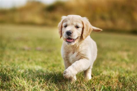 Golden Retriever Puppy Running Running golden retriever dog camera towards puppy print ...