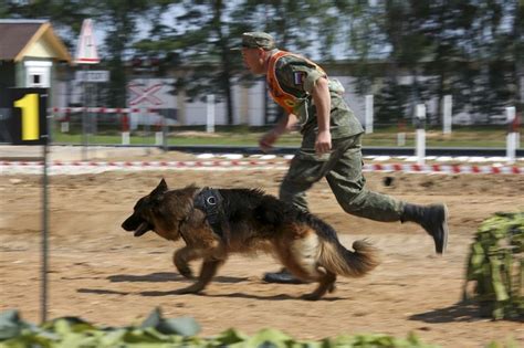 【寰宇萬花筒】俄國軍犬 毛士兵當先鋒 國際 【寰宇萬花筒】俄國軍犬 毛士兵當先鋒 青年日報