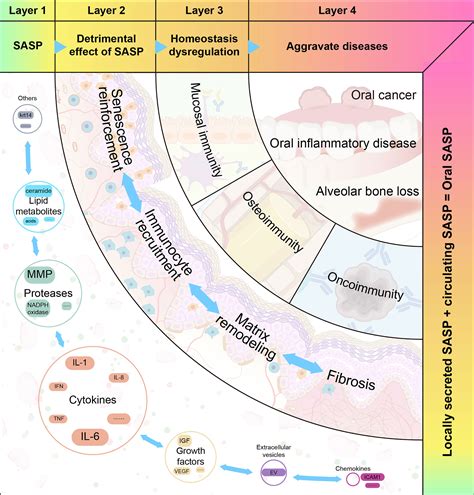 Frontiers Senescence Associated Secretory Phenotype And Its Impact On