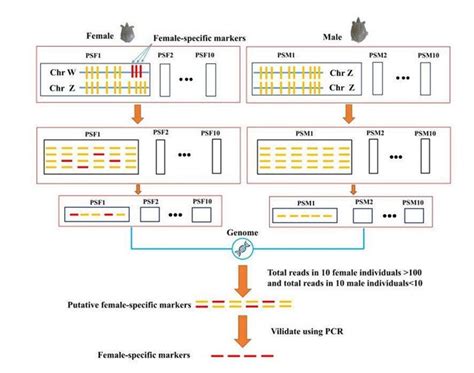 Genes Free Full Text Development And Validation Of Sex Specific