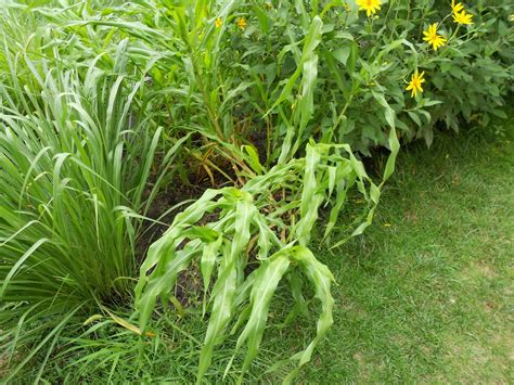 perennial agriculturalist teosinte