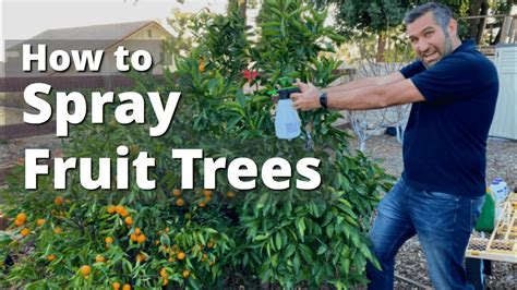 Spraying Fruit Trees And Garden Plants For Insects Fungus And Disease