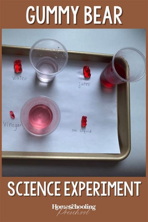 Gummy Bear Science Experiment - Homeschooling Preschool