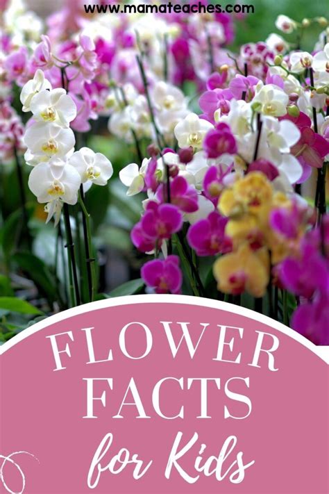 Flower Facts for Kids - Mama Teaches