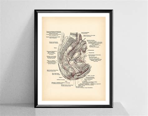 Vagina Print Female Genital Organs Vintage Anatomy Poster Etsy