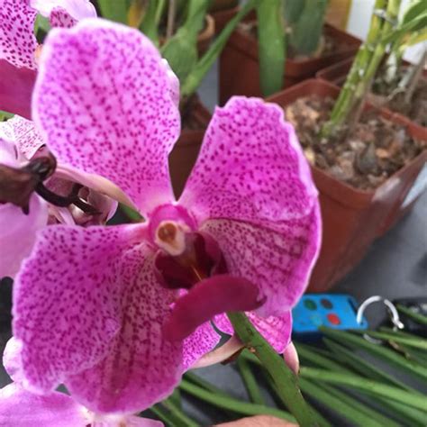 Ruby Prince X Mimi Palmer Orchid Online Purchase