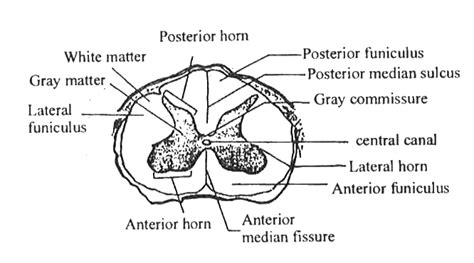 Draw A Neat Labeled Diagram Of Ts Of Spinal Cord