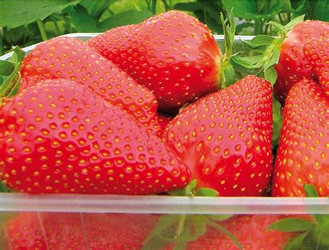 Клубника Ева: описание и характеристики сорта садовой земляники ...