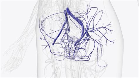 Premium Photo The Veins Of The Pelvis Include The Internal Iliac Veins