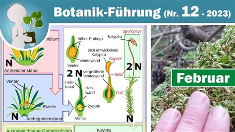 Generationswechsel Moos Moose Botanik Wissen Wildkr Uter Doku