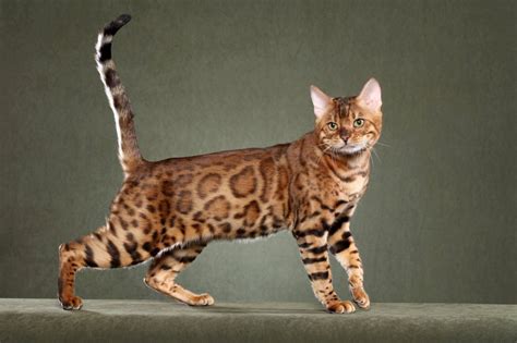 C Mo Son Los Gatos Bengal Es Mi Gato Es Nico