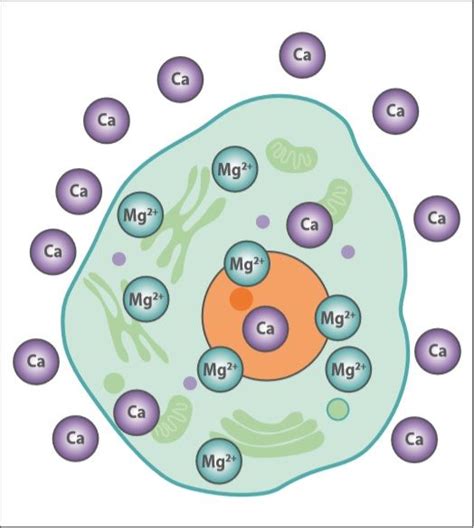 What is Menesium? More info on #Inflammation and #ChronicPain - AOR Inc. What Is Magnesium, Low ...