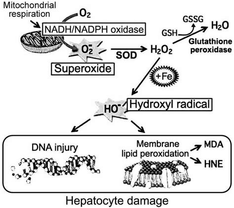 Lipid Peroxidation In Hepatic Fibrosis Intechopen